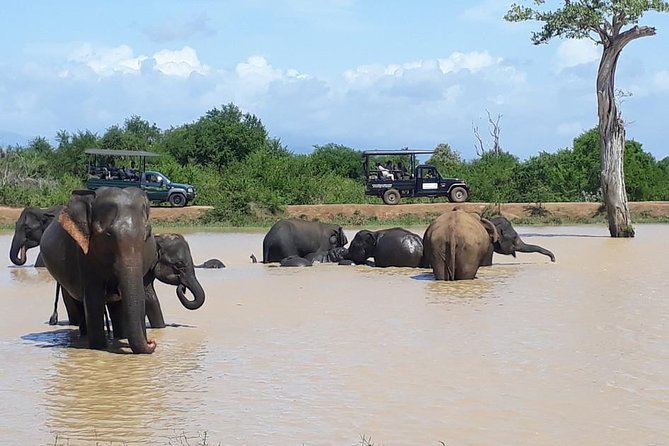 Day Tour to Udawalawe From Colombo - Exploring Udawalawe National Park