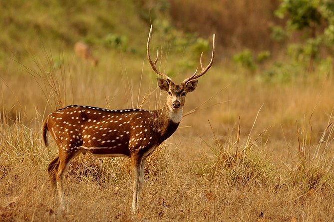 Day Tour to Wilpattu National Park From Bentota - Key Points