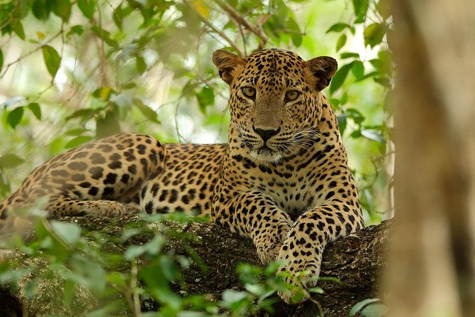 Day Tour to Wilpattu National Park From Bentota - Inclusions