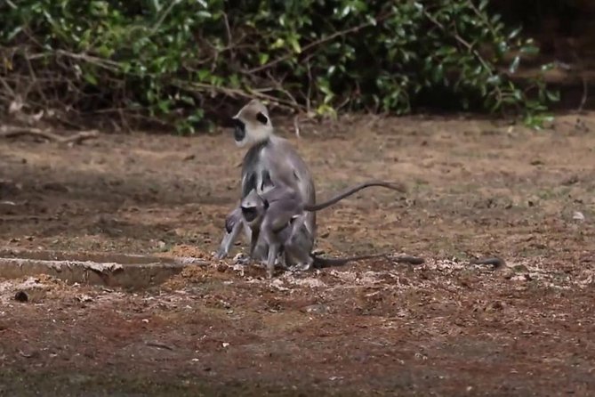 Day Tour to Wilpattu National Park From Bentota - Booking Details