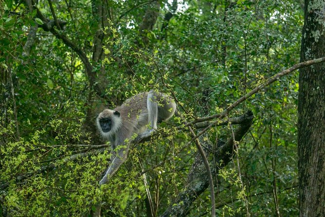 Day Tour to Wilpattu National Park From Bentota - Safari Experience
