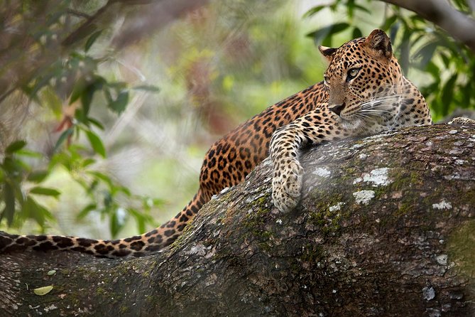 Day Tour to Wilpattu National Park From Colombo - Tour Logistics