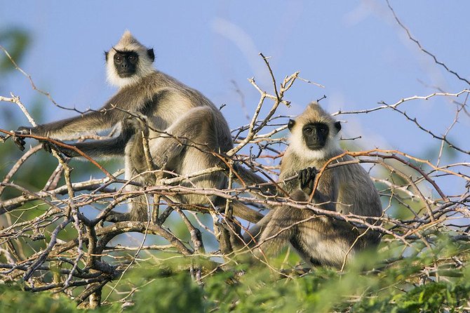 Day Tour to Wilpattu National Park From Colombo - Customer Reviews