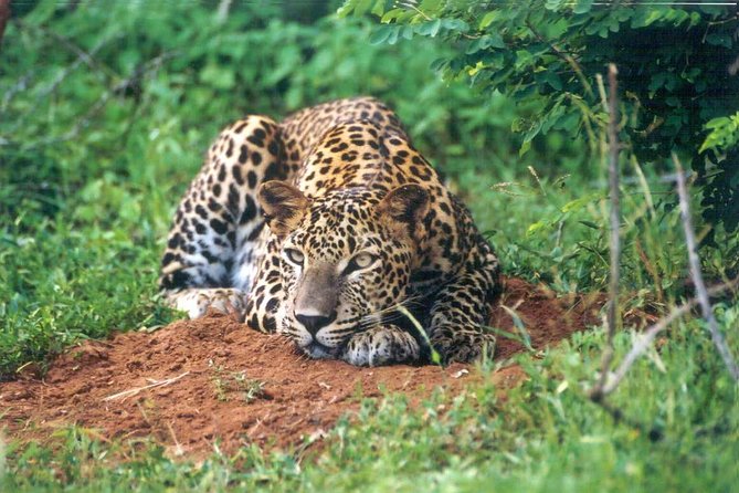 Day Tour to Wilpattu National Park From Colombo - Getting to Wilpattu National Park