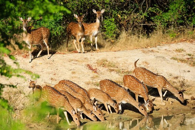 Day Tour to Wilpattu National Park From Colombo - What to Expect on the Safari