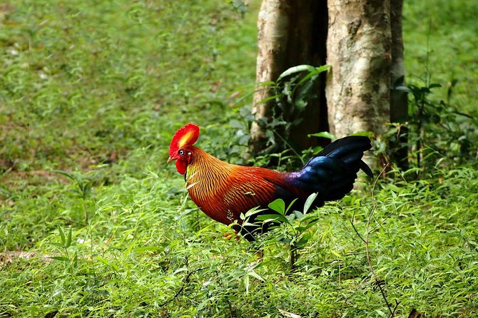 Day Tour to Wilpattu National Park From Negombo - Good To Know