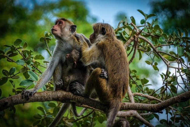 Day Tour to Wilpattu National Park From Negombo - Booking Process and Pricing