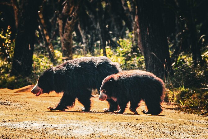 Day Tour to Wilpattu National Park From Negombo - Wilpattu National Park Highlights