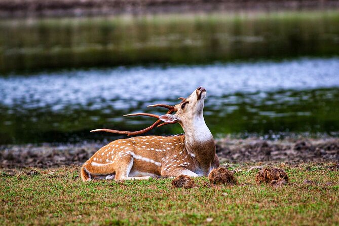 Day Tour to Wilpattu National Park From Negombo - Safari Experience and Activities
