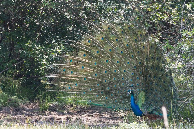 Day Tour to Wilpattu National Park From Negombo - Traveler Reviews and Ratings