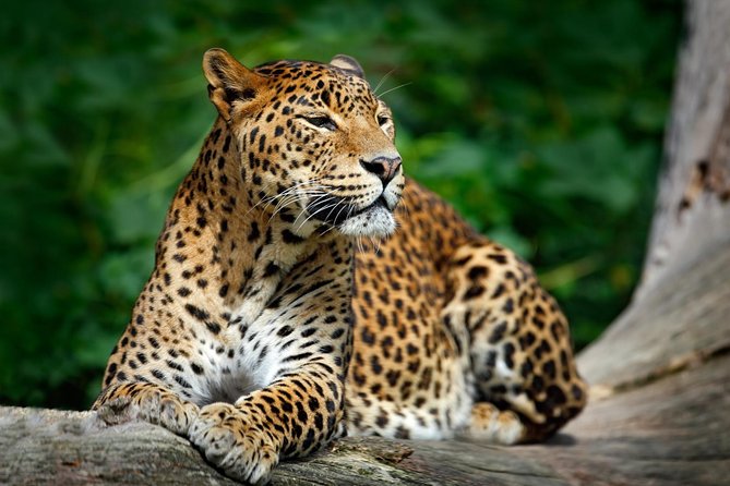 Day Tour to Wilpattu National Park From Negombo - Preparing for the Day Tour