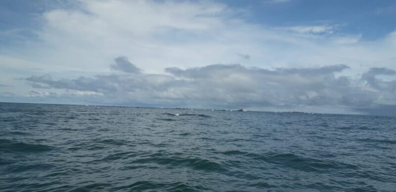 Day Tour Whale Watching From Cali - Sundays - - Frequently Asked Questions
