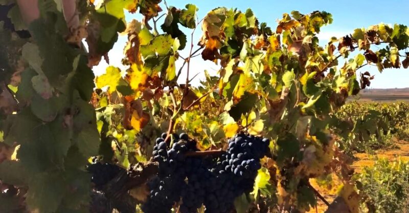 Day Tour Wine Tasting, Dinner, Visit to Local Liquor Factory - Duration and Group Size