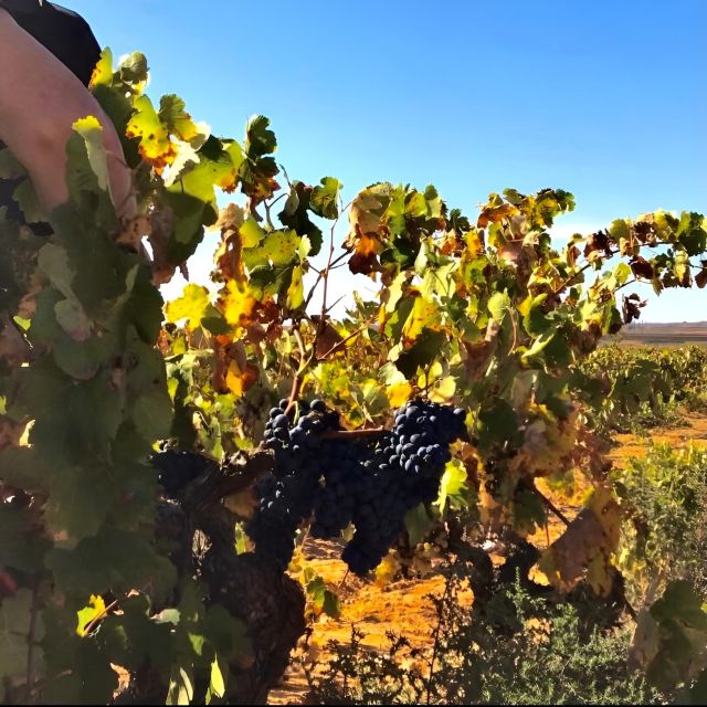 Day Tour Wine Tasting, Dinner, Visit to Local Liquor Factory - Frequently Asked Questions