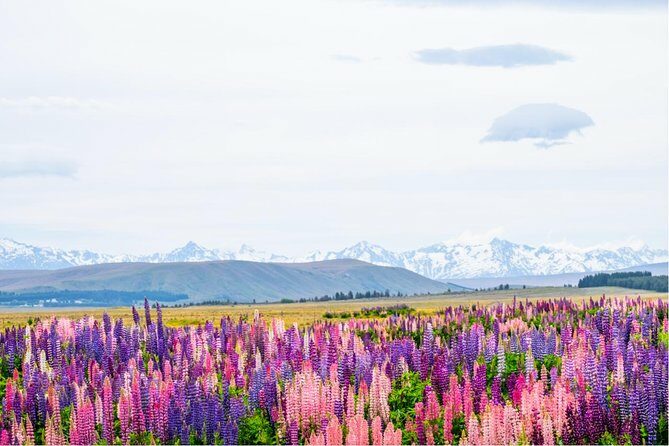 Day Tours from Mount Cook - In-Depth Look at the Tour