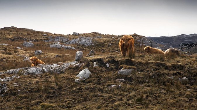 Day Tours of Harris in the Outer Hebrides - Key Points