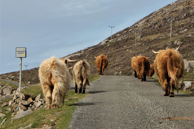 Day Tours of Harris in the Outer Hebrides - Inclusions and Accessibility