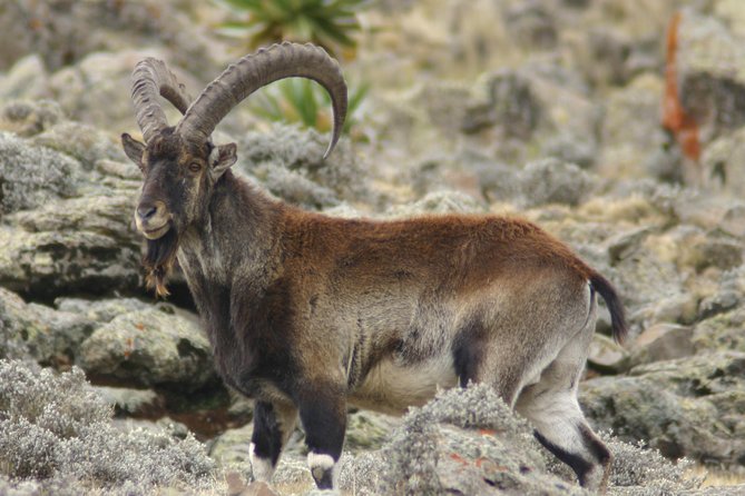 Day Trek to Simeien Mountains - Pricing Details