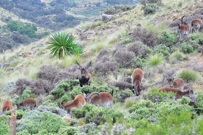Day Trek to Simien Mountain - Traveler Reviews