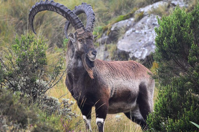 Day Trek to Simien Mountain - Preparing for the Trek