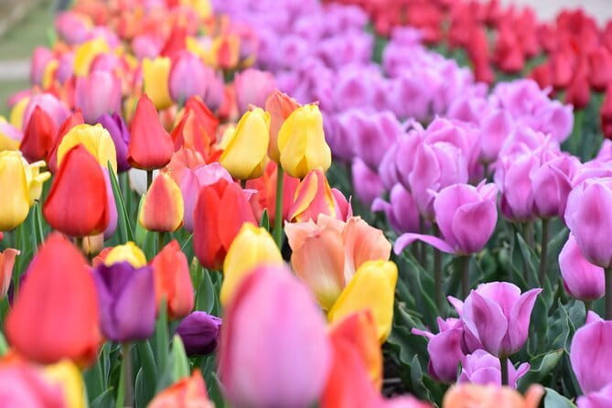 Day Trip Ashikaga Flower Park by Private Car From Tokyo - Inclusions