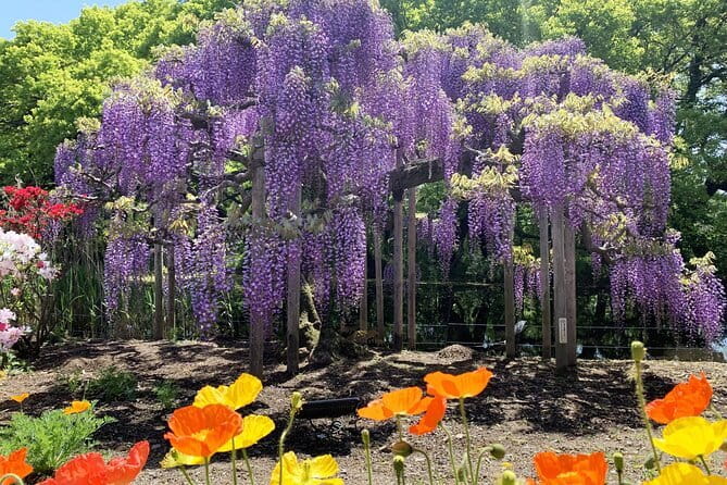 Day Trip Ashikaga Flower Park by Private Car From Tokyo - Ashikaga Flower Park