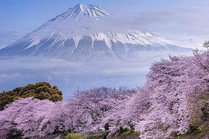 Day Trip Ashikaga Flower Park by Private Car From Tokyo - Kurita Museum
