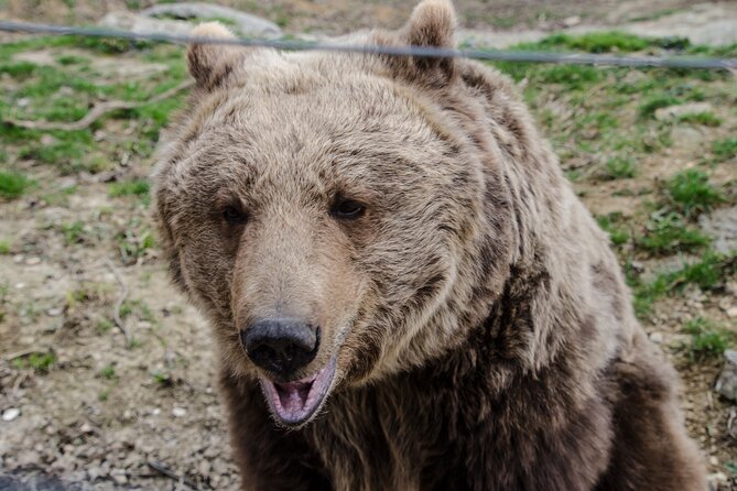 Day Trip Bear Sanctuary, Bran Castle, Rasnov Fortress From Brasov - Tips for Visitors