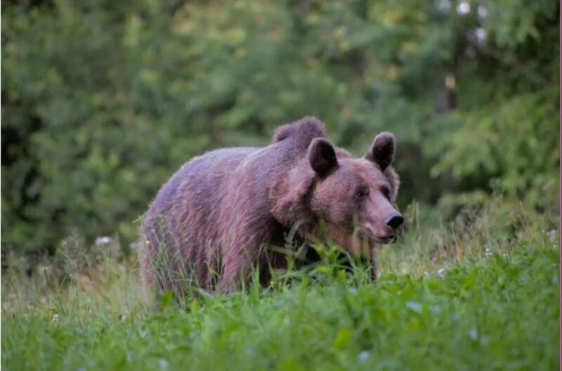 Day Trip & Bear Watching in the Land of Volcanoes - Price and Duration