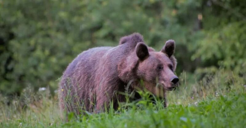 Day Trip & Bear Watching in the Land of Volcanoes - Group Size and Languages