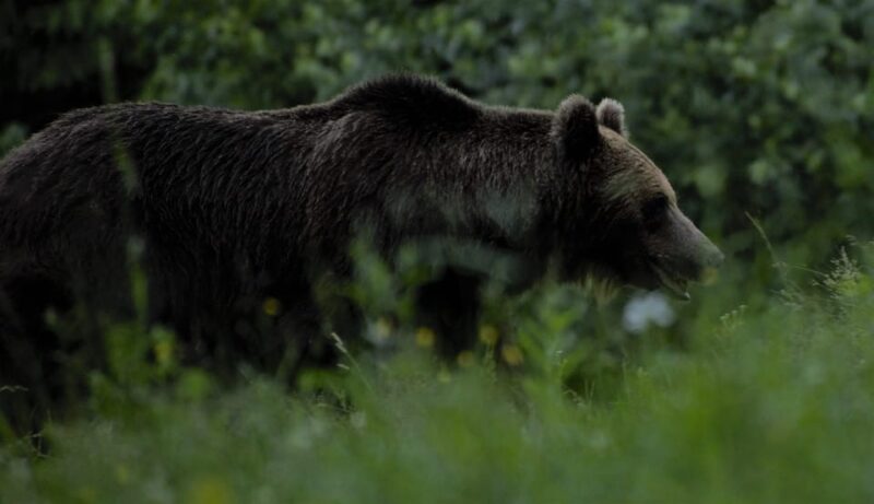 Day Trip & Bear Watching in the Land of Volcanoes - Preparation and Restrictions