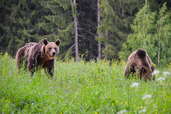 Day Trip & Bear Watching in the Land of Volcanoes - Tour Details