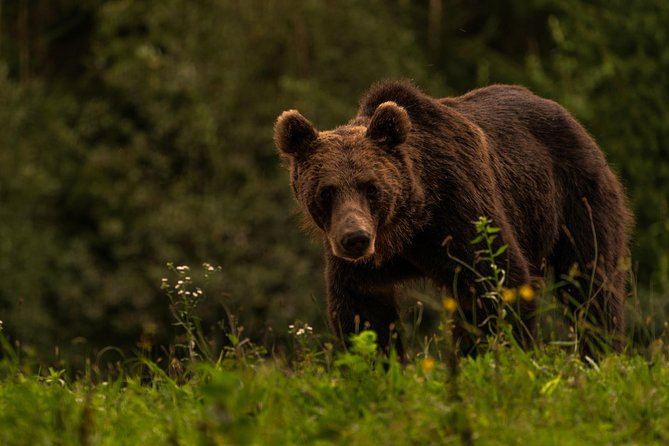 Day Trip & Bear Watching in the Land of Volcanoes - Pricing and Cancellation Policy