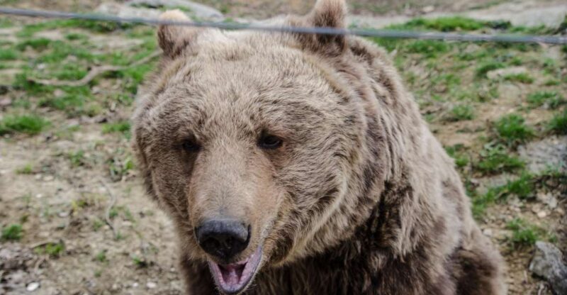 Day Trip Bran Castle, Rasnov Fortress and Bear Sanctuary - Key Points
