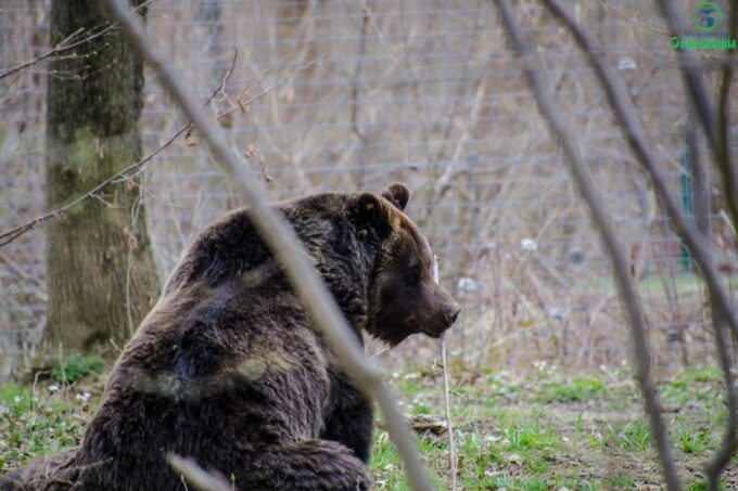 Day Trip Bran Castle, Rasnov Fortress and Bear Sanctuary - Frequently Asked Questions