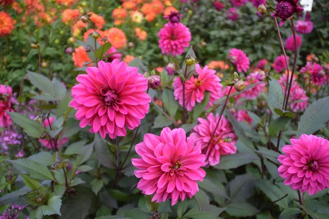 Day Trip Flower Island of Mainau Including Meersburg - Traveler Information and Reviews