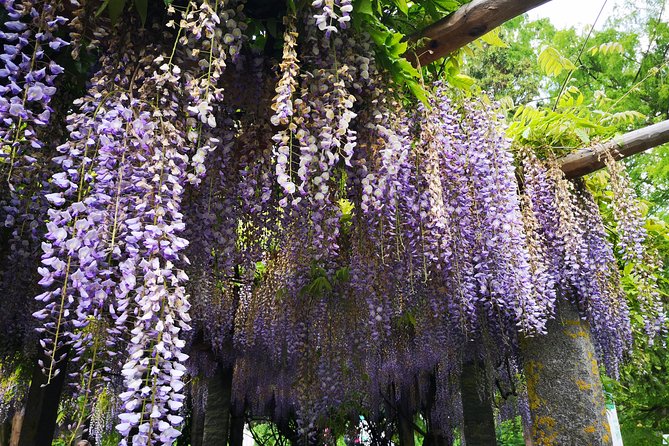 Day Trip Flower Island of Mainau Including Meersburg - Visiting the Fortress of Meersburg