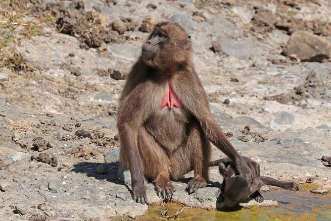 Day Trip From Addis Ababa To Debre Libanos & Portuguese Bridge - Inclusions