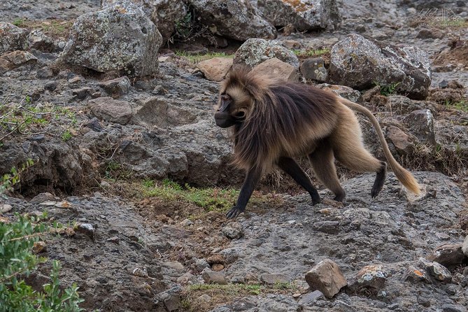 Day Trip From Addis Ababa To Debre Libanos & Portuguese Bridge - Exploring Debre Libanos Monastery