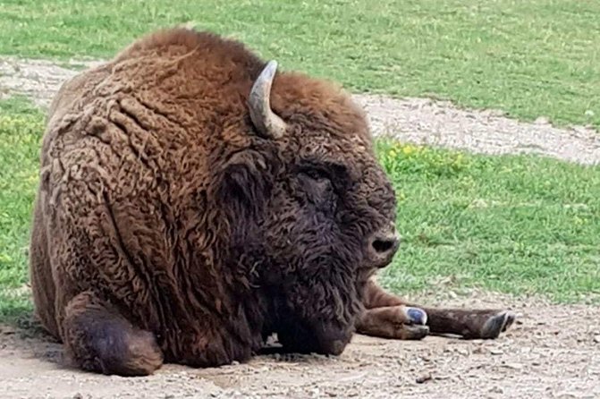 Day Trip From Brasov: Bison Reserve & Traditional Lunch - Key Points