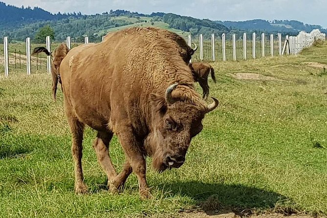 Day Trip From Brasov: Bison Reserve & Traditional Lunch - Exploring the Waterfall