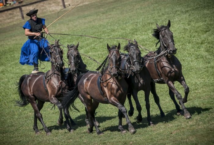 Day Trip From Budapest: Puszta Horse Show and Countryside - Meals and Inclusions