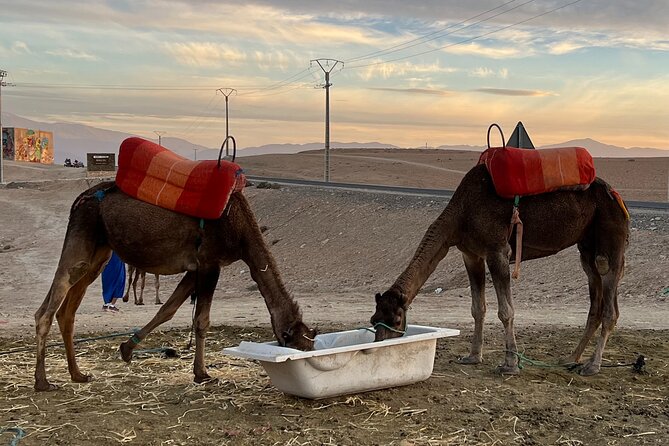 Day Trip From Casablanca to Atlas Mountain With Guide and Lunch - Itinerary Highlights