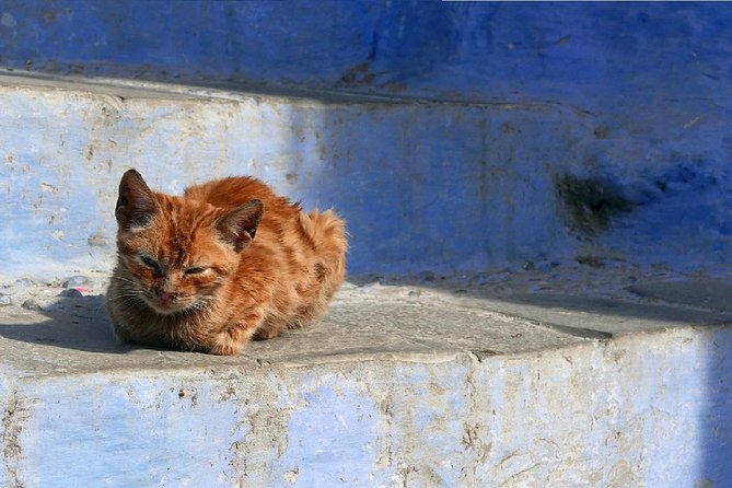 Day Trip From Fes to Chefchaouen - Transportation and Guides Included