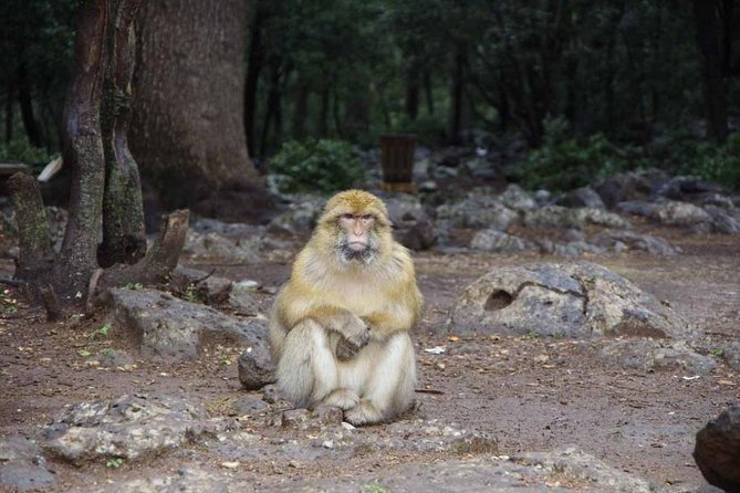 Day Trip From Fez to Middle Atlas Mountain - Tour Inclusions