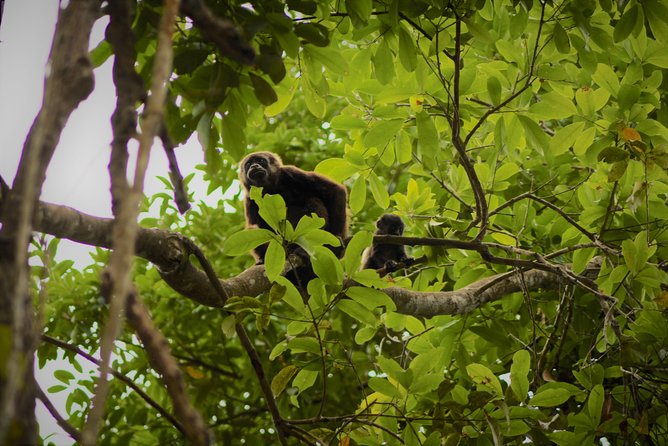 Day Trip From Guayaquil to Howler Monkey Trail and Cacao Farm - Diverse Wildlife Species