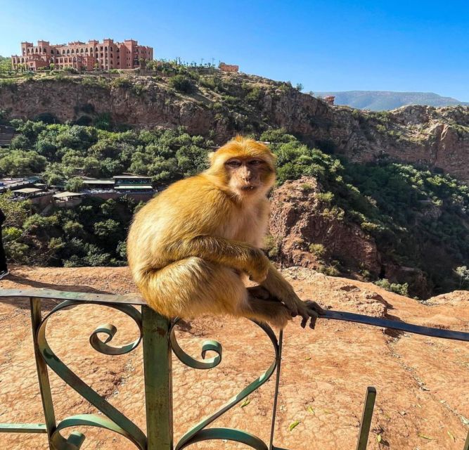 Day Trip From Marrakech to Ouzoud Waterfalls - Customer Feedback and Ratings