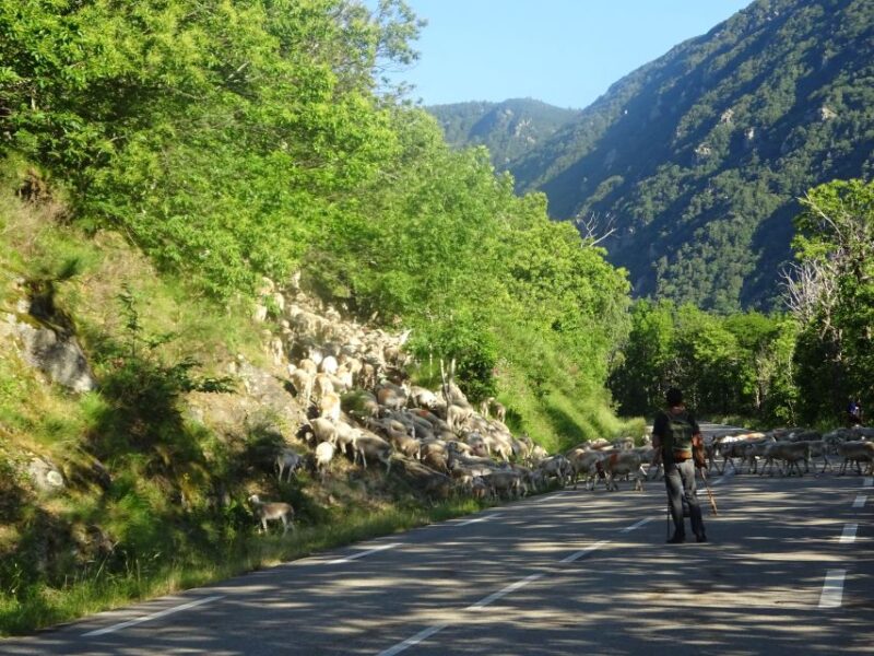 Day Trip From Nîmes to UNESCO Mountains of Cévennes - Local Farm Visit