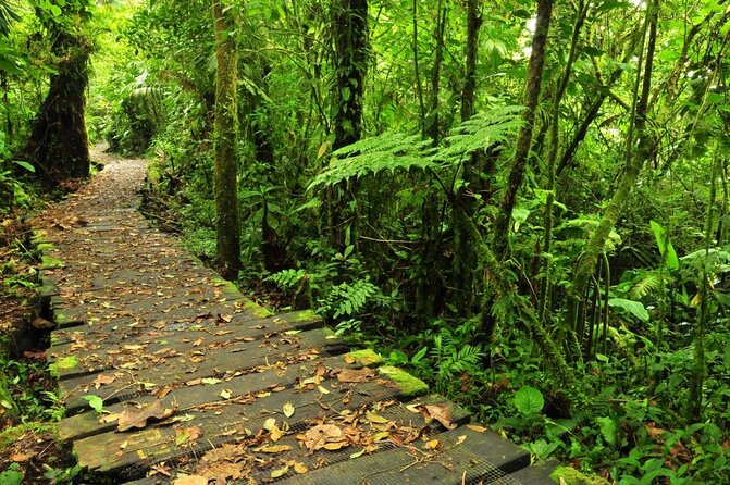 Day Trip From San Jose to Braulio Carrillo Canopy Tour - Key Points