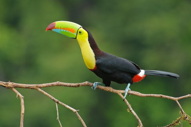 Day Trip From San Jose to La Paz Waterfall Gardens & Safari in Sarapiqui River - Diverse Ecosystems of Sarapiqui